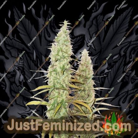 Santa Marta Haze by Seed Stockers Cannabis Seeds For Sale at Just Feminized