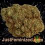 Santa Marta Haze by Seed Stockers Buds Weed Ganja Skunk Pot Reefer Dope Herb Pics Images