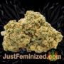 Santa Marta Haze by Seed Stockers Buds Weed Ganja Skunk Pot Reefer Dope Herb Pics Images