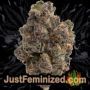 Santa Marta Haze by Seed Stockers Buds Weed Ganja Skunk Pot Reefer Dope Herb Pics Images