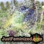 Santa Marta Haze by Seed Stockers THC CBD Close Up Trichomes Potency Yield Indica Sativa Strain Pic Images