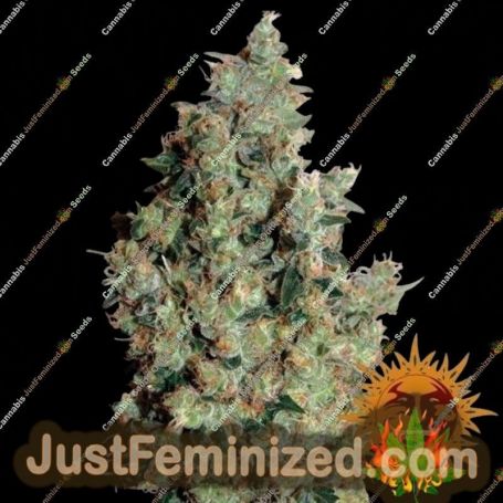 Tangerine Dream by Barneys Farm Cannabis Seeds For Sale at Just Feminized