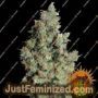 Tangerine Dream by Barneys Farm Cannabis Seeds For Sale at Just Feminized