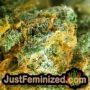 Sherbet by Seed Stockers THC CBD Close Up Trichomes Potency Yield Indica Sativa Strain Pic Images