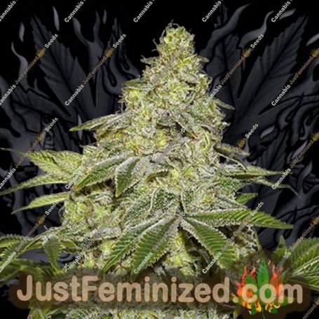 Sherbet Auto by Seed Stockers Cannabis Seeds For Sale at Just Feminized