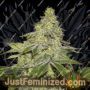 Sherbet Auto by Seed Stockers Cannabis Seeds For Sale at Just Feminized