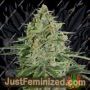 Super Skunk by Seed Stockers Cannabis Seeds For Sale at Just Feminized