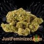 Super Skunk by Seed Stockers Buds Weed Ganja Skunk Pot Reefer Dope Herb Pics Images