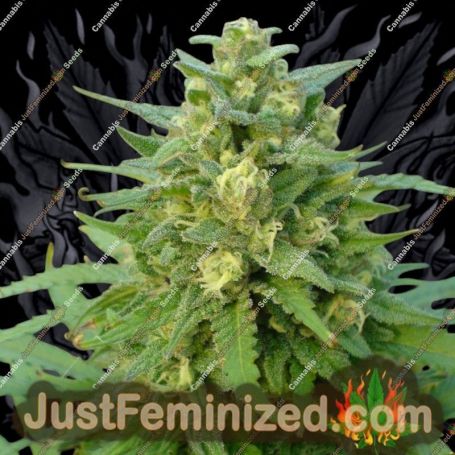 Super Skunk Auto by Seed Stockers Cannabis Seeds For Sale at Just Feminized