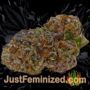 Super Skunk Auto by Seed Stockers Buds Weed Ganja Skunk Pot Reefer Dope Herb Pics Images