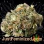 Super Skunk Auto by Seed Stockers Buds Weed Ganja Skunk Pot Reefer Dope Herb Pics Images