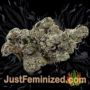 Super Skunk Auto by Seed Stockers Buds Weed Ganja Skunk Pot Reefer Dope Herb Pics Images
