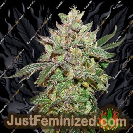 Wedding Cake by Seed Stockers Cannabis Seeds For Sale at Just Feminized