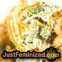 Tangerine Dream by Barneys Farm THC CBD Close Up Trichomes Potency Yield Indica Sativa Strain Pic Images