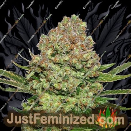 White Widow by Seed Stockers Cannabis Seeds For Sale at Just Feminized