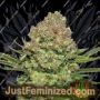 White Widow by Seed Stockers Cannabis Seeds For Sale at Just Feminized