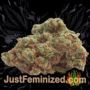 White Widow by Seed Stockers Buds Weed Ganja Skunk Pot Reefer Dope Herb Pics Images