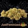 White Widow by Seed Stockers Buds Weed Ganja Skunk Pot Reefer Dope Herb Pics Images