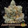 White Widow by Seed Stockers Buds Weed Ganja Skunk Pot Reefer Dope Herb Pics Images