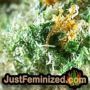 White Widow by Seed Stockers THC CBD Close Up Trichomes Potency Yield Indica Sativa Strain Pic Images