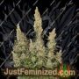 White Widow Auto by Seed Stockers Cannabis Seeds For Sale at Just Feminized