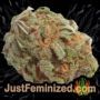 White Widow Auto by Seed Stockers Buds Weed Ganja Skunk Pot Reefer Dope Herb Pics Images