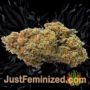 White Widow Auto by Seed Stockers Buds Weed Ganja Skunk Pot Reefer Dope Herb Pics Images