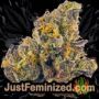 White Widow Auto by Seed Stockers Buds Weed Ganja Skunk Pot Reefer Dope Herb Pics Images