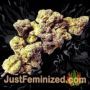White Widow Auto by Seed Stockers Buds Weed Ganja Skunk Pot Reefer Dope Herb Pics Images