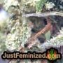 White Widow Auto by Seed Stockers THC CBD Close Up Trichomes Potency Yield Indica Sativa Strain Pic Images