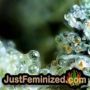 White Widow Auto by Seed Stockers THC CBD Close Up Trichomes Potency Yield Indica Sativa Strain Pic Images