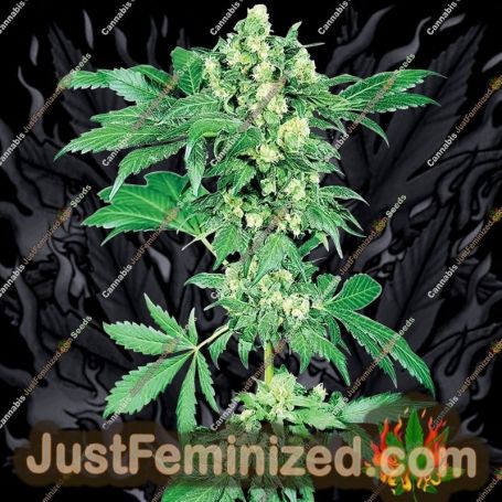 Afghani No.1 by Sensi Seeds Cannabis Seeds For Sale at Just Feminized