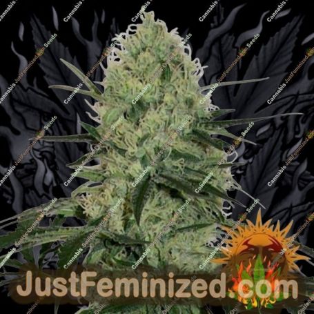 Tangerine Dream Auto by Barneys Farm Cannabis Seeds For Sale at Just Feminized