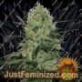 Tangerine Dream Auto by Barneys Farm Cannabis Seeds For Sale at Just Feminized