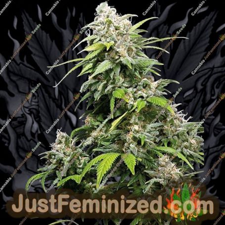 California Indica by Sensi Seeds Cannabis Seeds For Sale at Just Feminized