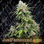 California Indica by Sensi Seeds Cannabis Seeds For Sale at Just Feminized