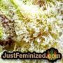 Tangerine Dream Auto by Barneys Farm THC CBD Close Up Trichomes Potency Yield Indica Sativa Strain Pic Images