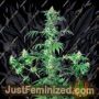 Early Girl by Sensi Seeds Cannabis Seeds For Sale at Just Feminized