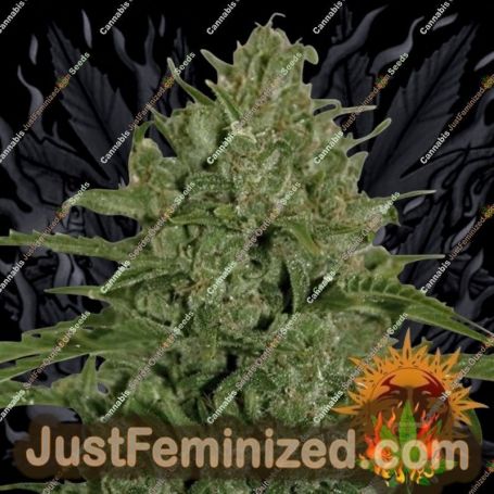 Triple Cheese by Barneys Farm Cannabis Seeds For Sale at Just Feminized
