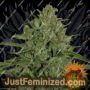 Triple Cheese by Barneys Farm Cannabis Seeds For Sale at Just Feminized