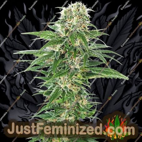 Early Skunk Auto by Sensi Seeds Cannabis Seeds For Sale at Just Feminized