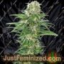 Early Skunk Auto by Sensi Seeds Cannabis Seeds For Sale at Just Feminized