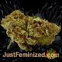 Ed Rosenthal Superbud by Sensi Seeds Buds Weed Ganja Skunk Pot Reefer Dope Herb Pics Images