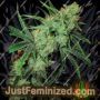 Fruity Juice by Sensi Seeds Cannabis Seeds For Sale at Just Feminized