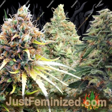 Indoor Mix by Sensi Seeds Cannabis Seeds For Sale at Just Feminized