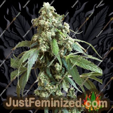 Jack Flash No.5 by Sensi Seeds Cannabis Seeds For Sale at Just Feminized