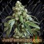 Jack Flash No.5 by Sensi Seeds Cannabis Seeds For Sale at Just Feminized