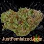 Jack Flash No.5 by Sensi Seeds Buds Weed Ganja Skunk Pot Reefer Dope Herb Pics Images