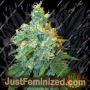 Jack Herer by Sensi Seeds Cannabis Seeds For Sale at Just Feminized