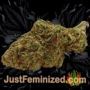 Jack Herer by Sensi Seeds Buds Weed Ganja Skunk Pot Reefer Dope Herb Pics Images
